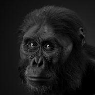 1. Australopithecus afarensis Australopithecus afarensis 4-3 mya in East Africa