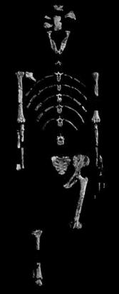 afarensis Skeleton - Lucy 2. Australopithecus africanus 4-2.