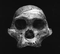 Australopithecus africanus A.