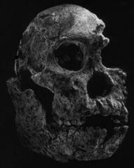 afarensis Australopithecus africanus