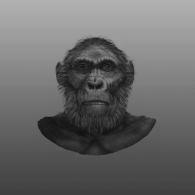 2. Paranthropus robustus Paranthropus robustus 2-1 mya in South Africa Short,