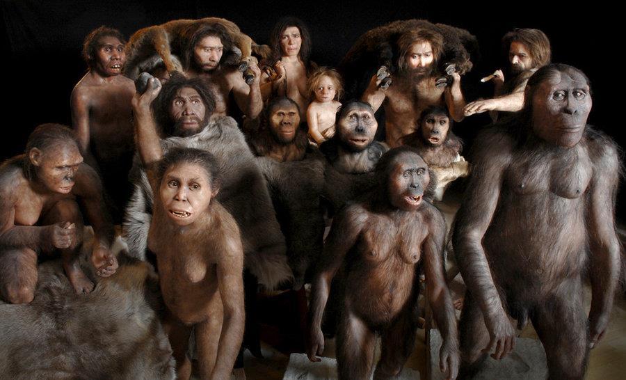 The First Humans: Australopiths Australopiths are a paraphyletic assemblage of hominins living