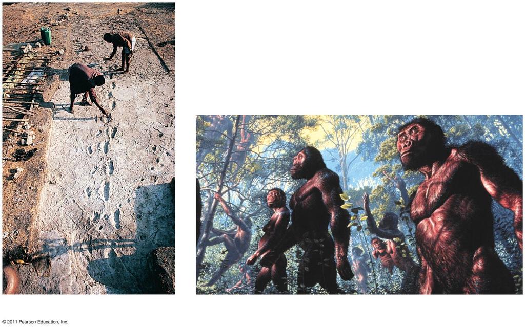 The First Humans: Australopiths (a) The Laetoli