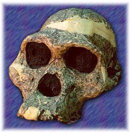 The First Humans: Australopithecus africanus: walked