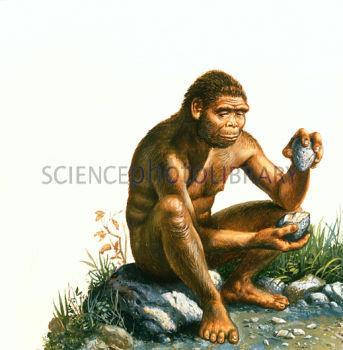 Early Homo The earliest fossils placed in our genus Homo are those of Homo habilis, ranging in age from about 2.