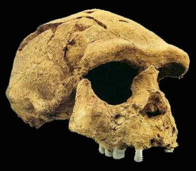 habilis (1200 cc) first hominid to