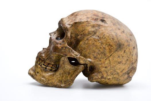 Homo Sapiens Homo sapiens appeared in Africa by 195,000 years