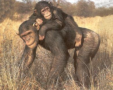 Primates have been present for 65 million years and are