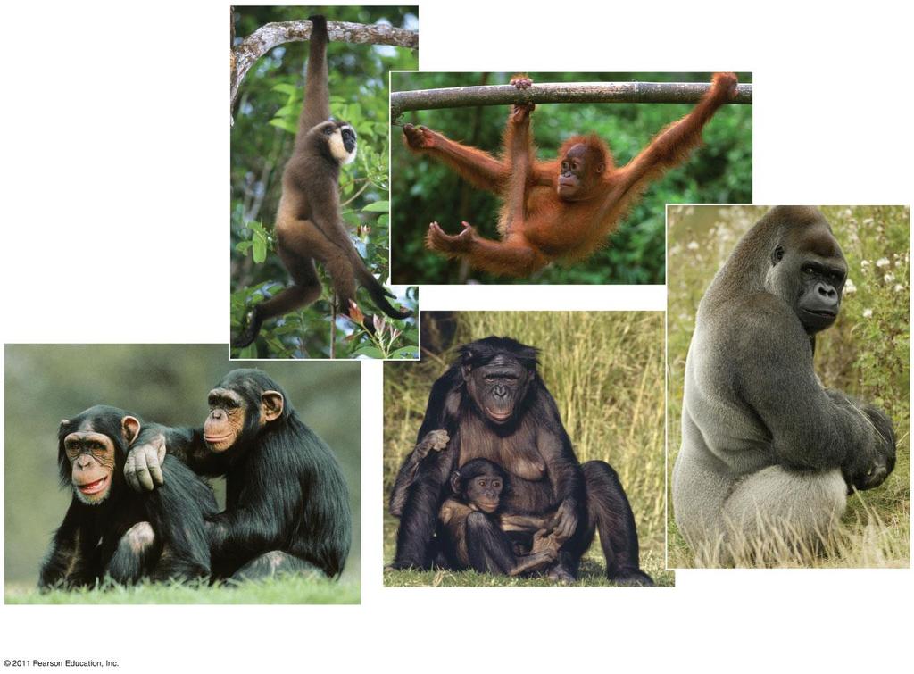 (a) Gibbon (b) Orangutan (c)