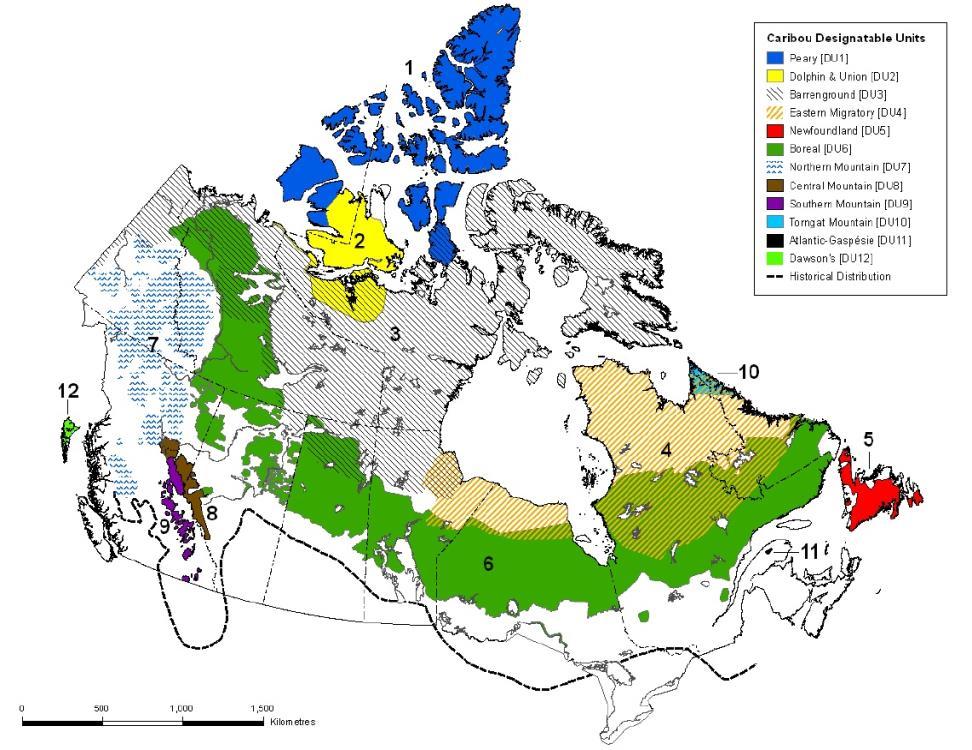 Figure 2. Caribou Range Map in Canada, broken down into Designatable Units (COSEWIC, 2011).
