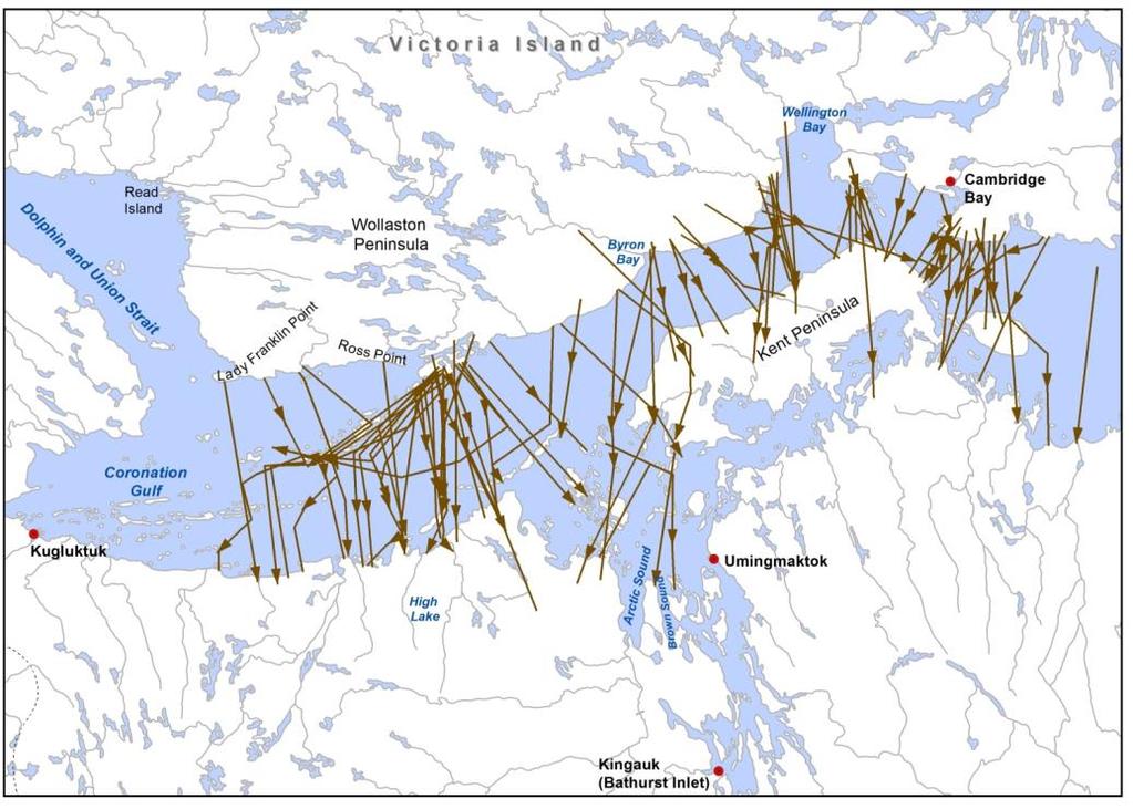 Figure 6. Dolphin and Union Caribou fall migration between Victoria Island and the mainland (modified from Poole et al. (2010), by B. Fournier, GNWT-ENR 2016).