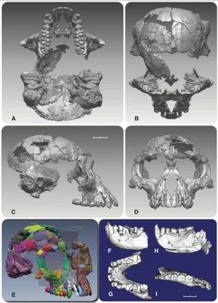 A. ramidus is a mix of ancestral and derived traits Ancestral features Chimp-sized brain Subnasal prognathism