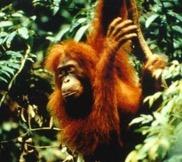 Biological Anthropology Hominoid = Apes Orangutan Humans,
