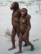 Hominin = Bipedal Apes Australopithecines, Paranthropines,
