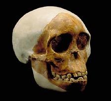 Australopithecines grew up quickly & were sexually dimorphic