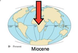 The hominin lineage diverged from hominoid ancestors approximately 7 million years ago The Cenozoic Paleocene Eocene