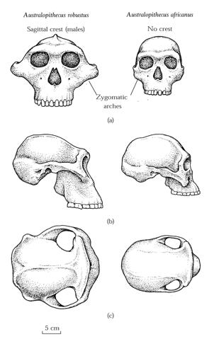 Jaw and skull reorganized for heavy chewing Paranthropus Australopithecus Sagittal crest enlarges attachment surface