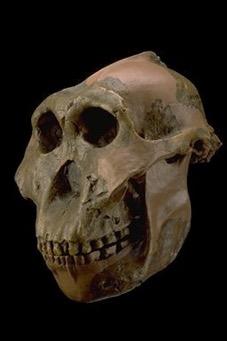 The Paranthropus jaw