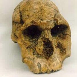 Homo habilis & rudolfensis trend to bigger brains and appear about 2.