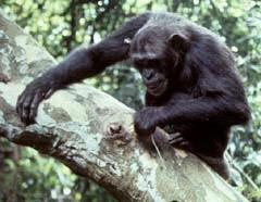 All of the early hominins probably made tools Chimps make and use tools twigs to probe termite mounds
