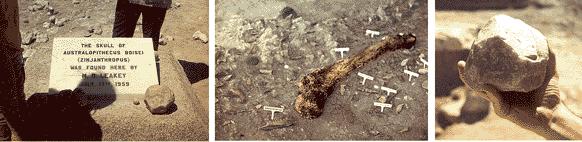 In Olduvai Gorge we find butchery sites Large piles of tools and animal bones some marked by tools, some by carnivore teeth, some both Hominins carried carcasses to butchery sites