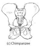 Changes in the pelvis Chimpanzee pelvis Long and narrow Thin ilium
