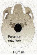 foramen magnum Femur angled in to close
