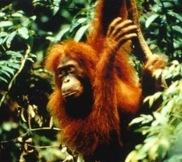 Biological Anthropology Hominoid = Apes Humans, Gorillas,
