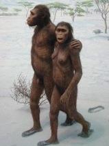 Bipedal Apes Australopithecines, Paranthropines, genus Homo,