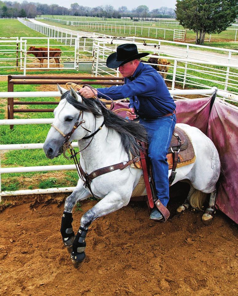 Three common problems seen in roping horses used in both rodeo and horse show events are anticipating leaving the box, popping up out of the box, and squatting in the corner.