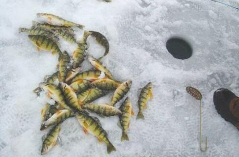 Yellow Perch The most sought after species in