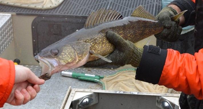 Walleye Tagging on the Thames and Sydenham Rivers Recaptured