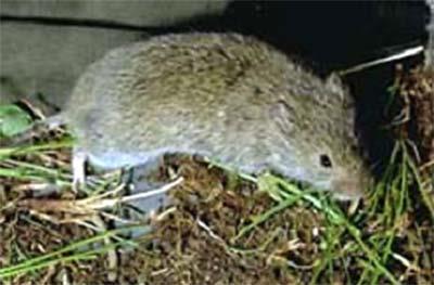 Larger than common house mouse, often mistaken for mice when young. Can be 5 ½ inches long at maturity.