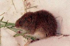 Other Vole Info Are heavily predated by cats, dogs, foxes, coyotes, etc.