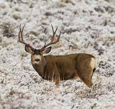 Wildlife includes mule deer, elk, rabbits, hawks, coyotes, turkey and