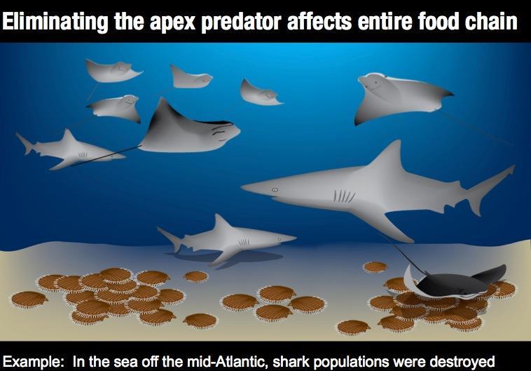 Sharks' Role in the Oceans Sharks play a very important role