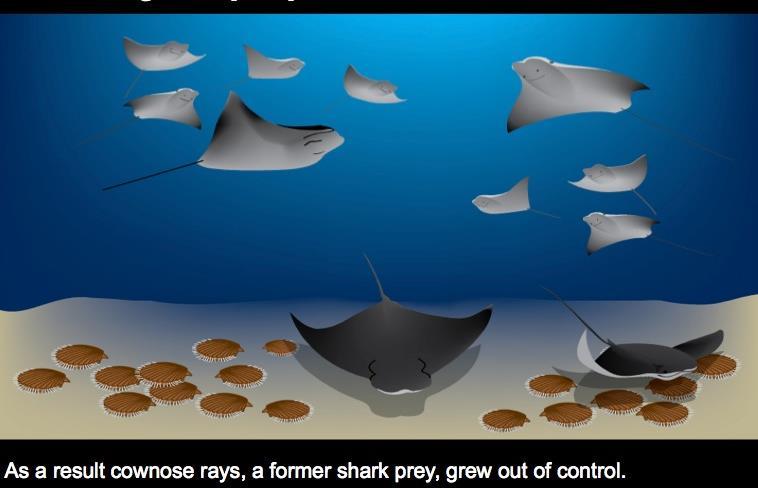 Sharks are at the top of the food chain in virtually every