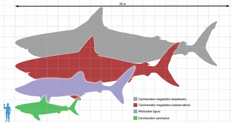 Sharks Topic1: Evolution Sharks and rays are amazing fish that have been around about 170 million years long before the dinosaurs existed.