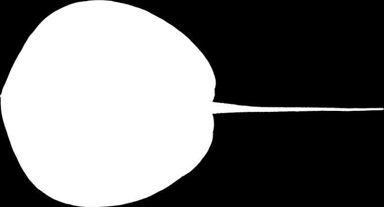 subcircular Base of tail narrow, rounded rather than