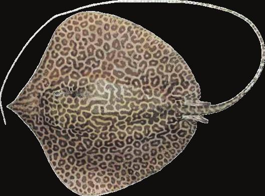 Honeycomb Whipray Himantura leoparda Other names Ocellate whipray No skin fold