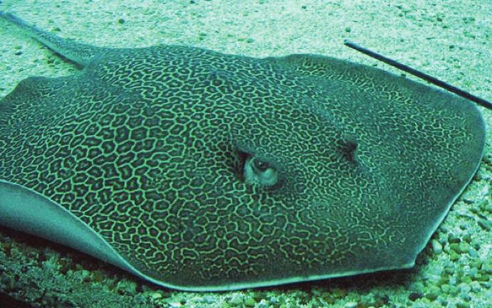 Leopard Whipray Himantura fava No skin fold on ventral surface of tail Profile of disc quadrangular Tail whip-like, variably banded Upper surface with widely spaced, leopard-like reticulations in