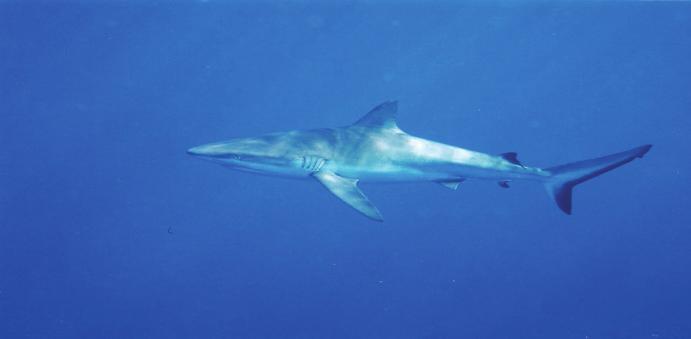 any markings on dorsal fin of mature individuals although white tip