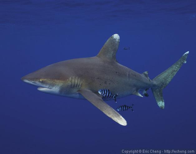 Often mistaken for Whitetip reef shark.