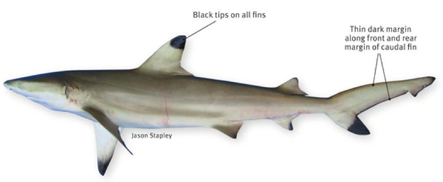 Blacktip Reef Shark Carcharhinus melanopterus 1st dorsal-fin tip sharply defined, black