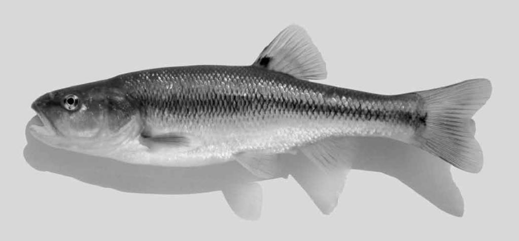Spring (Apr.) 2010 American Currents 8 Copyright holder has requested that their name be withheld. Fig. 1. Creek Chub (Semotilus atromaculatus). the raceway.