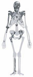 Australopithecus sediba, also a habitual biped and climber; Homo erectus, a walker and runner. Also shown are Pan troglodytes, a knuckle- walker climber; and Homo sapiens, a walker and runner.