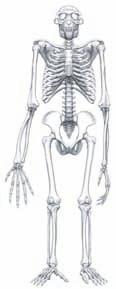 ramidus courtesy of Tim White. humans is always within 10 of perpendicular to the foramen magnum, this is indirect evidence for some form of bipedalism (Lieberman 2011).