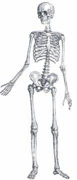 neck, and a transversely broad upper femoral shaft) that align it with later hominins rather than any ape, suggesting some form of bipedal locomotion (Richmond and Jungers 2008; but see Almécija et