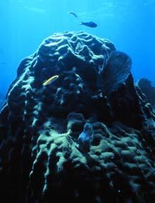 Importance of Coral Reefs Natural beauty: