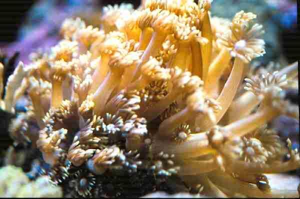 coral Healthy